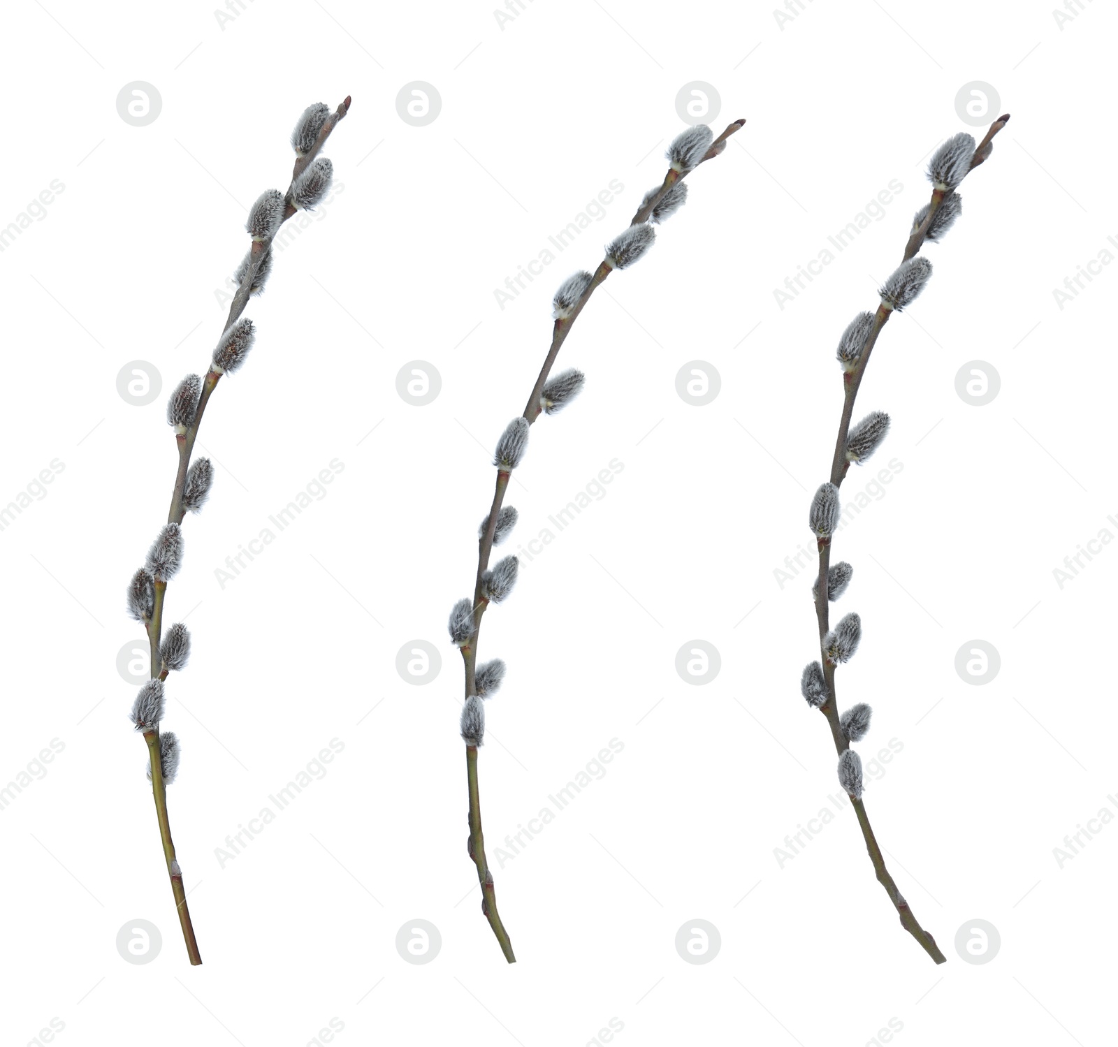 Image of Set with beautiful pussy willow branches on white background