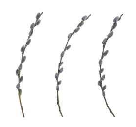 Image of Set with beautiful pussy willow branches on white background