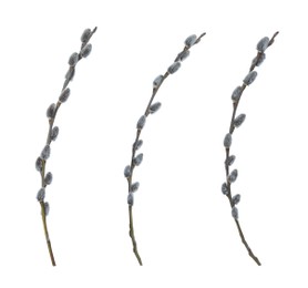 Set with beautiful pussy willow branches on white background