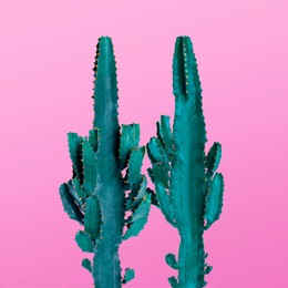 Beautiful cactuses on pink background. Creative design