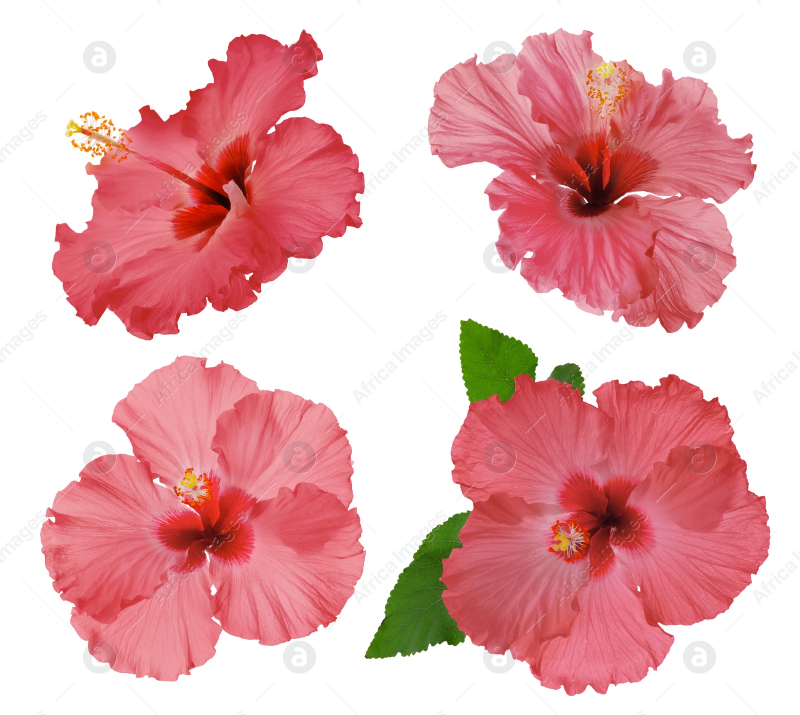 Image of Set of beautiful tropical hibiscus flowers isolated on white