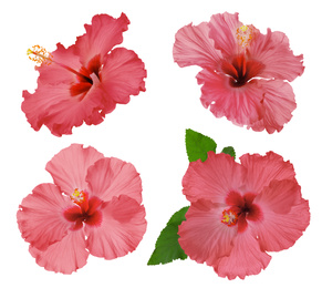 Set of beautiful tropical hibiscus flowers isolated on white