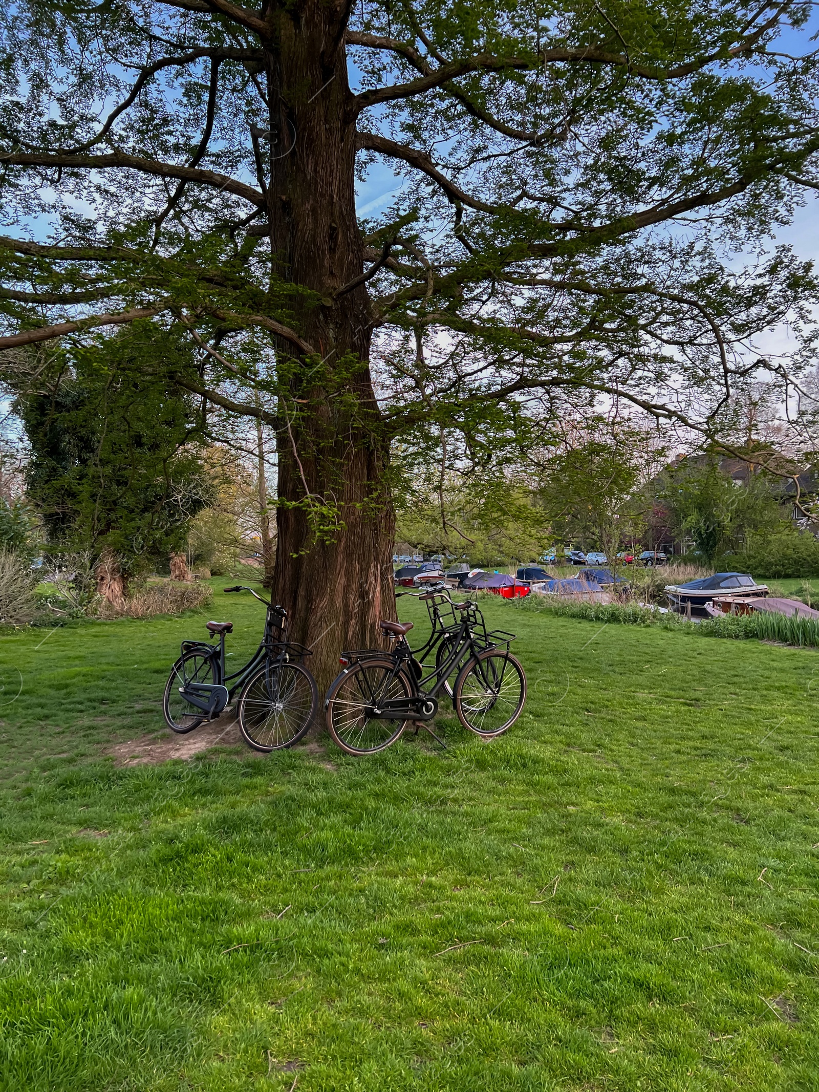 Photo of Many bicycles near tree in green park