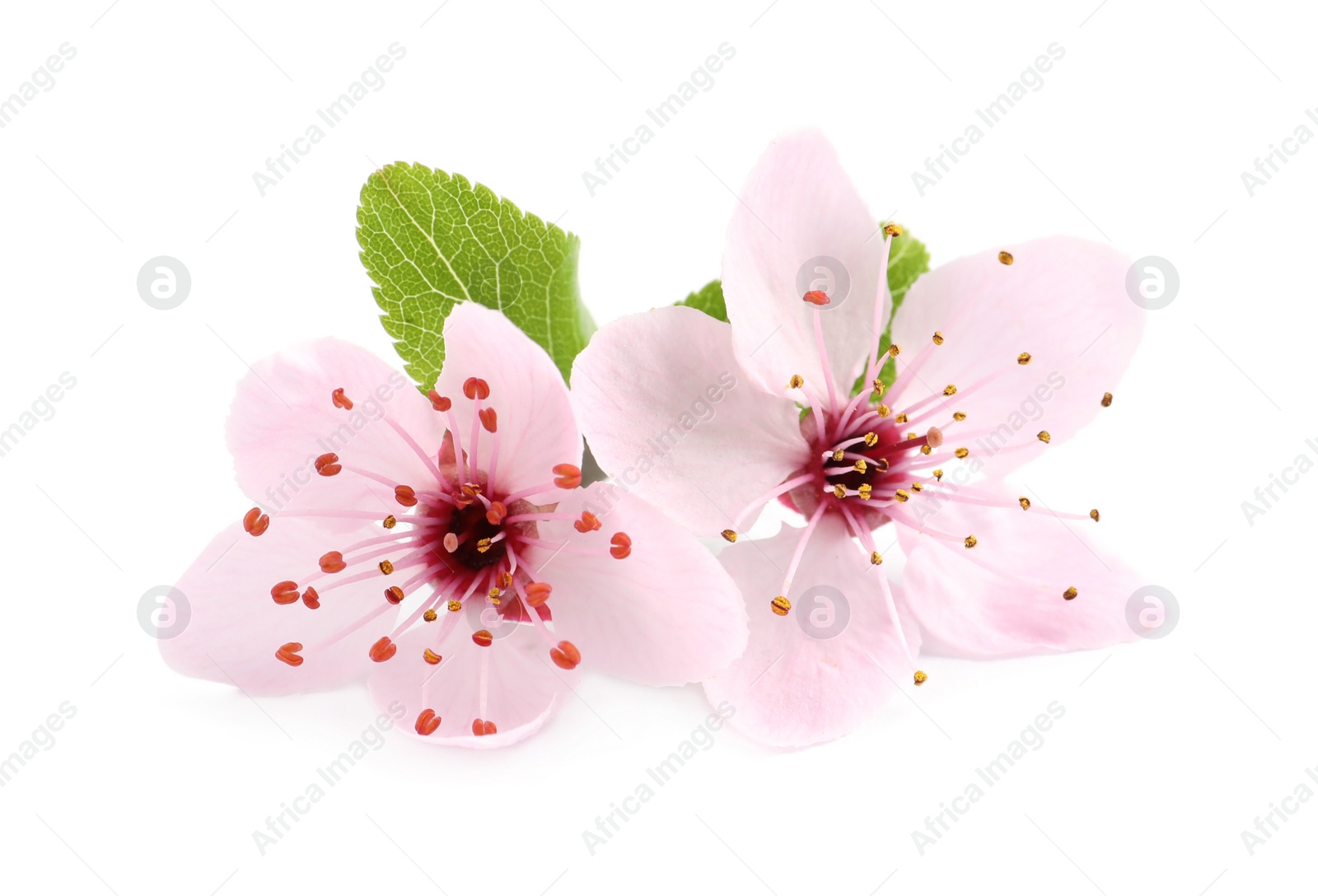 Photo of Beautiful pink sakura tree blossoms with green leaves isolated on white