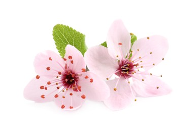 Photo of Beautiful pink sakura tree blossoms with green leaves isolated on white