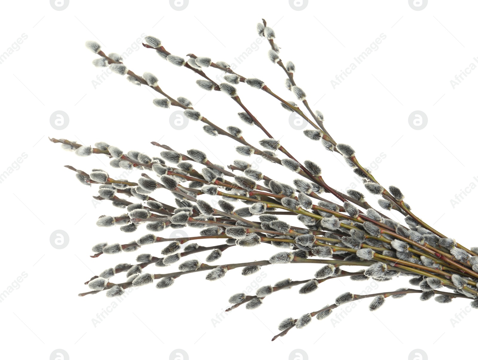 Photo of Beautiful blooming pussy willow branches on white background