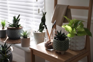 Photo of Beautiful potted houseplants near window at home