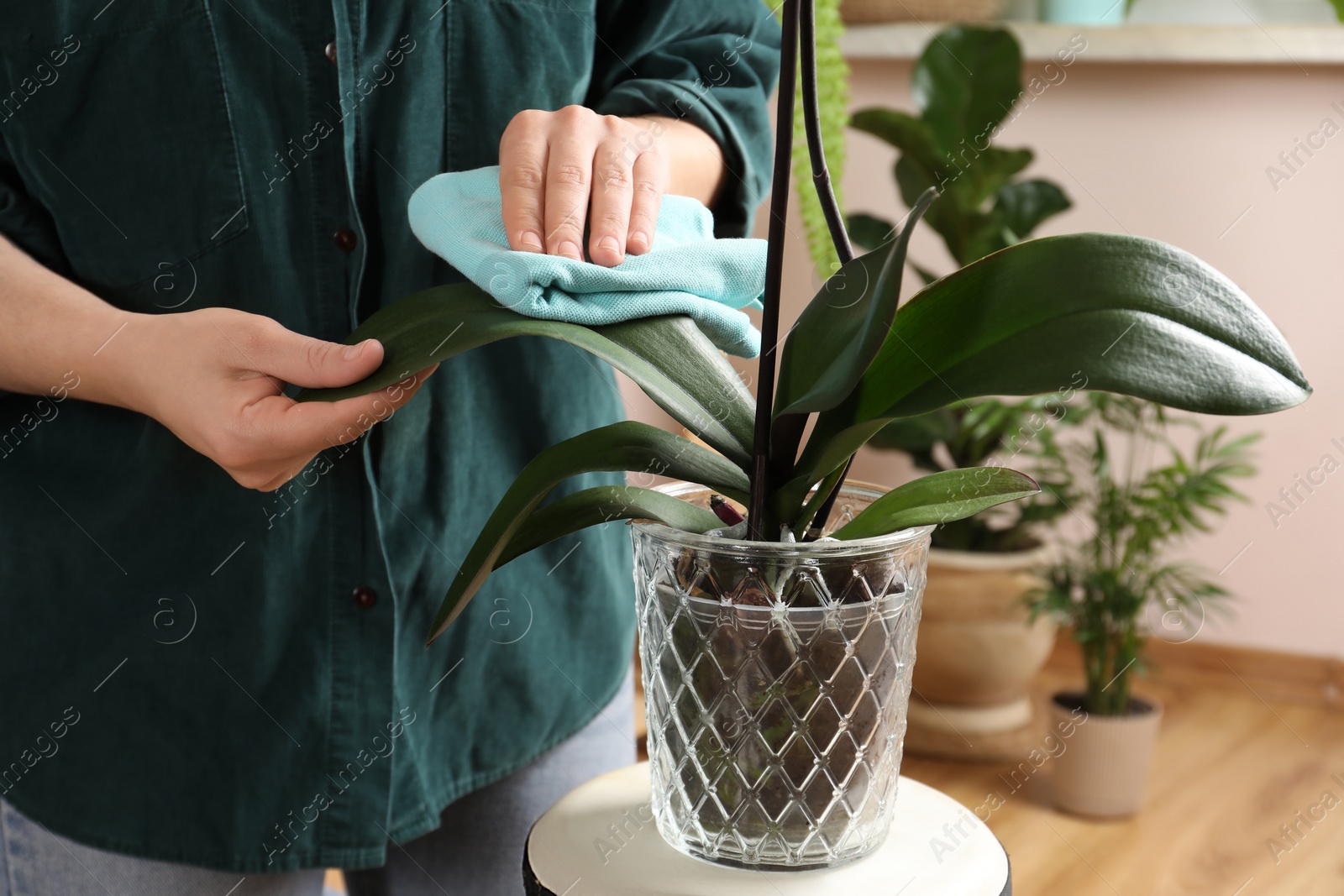 Photo of Woman wiping houseplant's leaves with cloth indoors, closeup