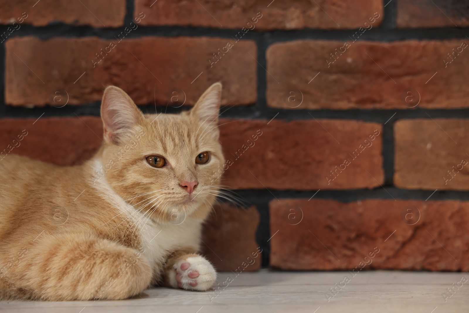 Photo of Cute ginger cat lying on floor near brick wall at home, space for text