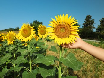 Photo of Woman touching sunflower in field on sunny day, closeup