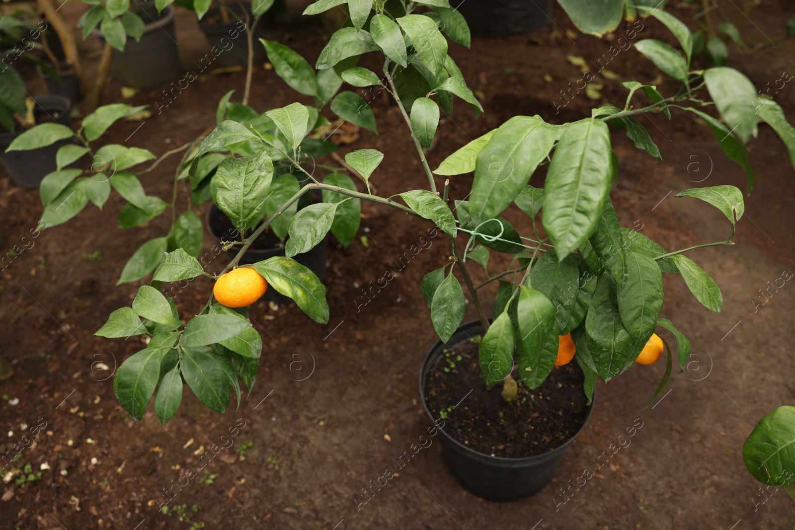 Photo of Potted tangerine tree with ripe fruits in greenhouse, above view