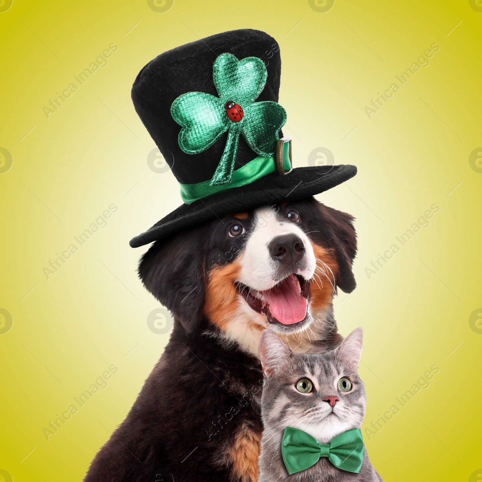 Image of St. Patrick's day celebration. Cute dog in leprechaun hat and cat with green bow tie on yellow background