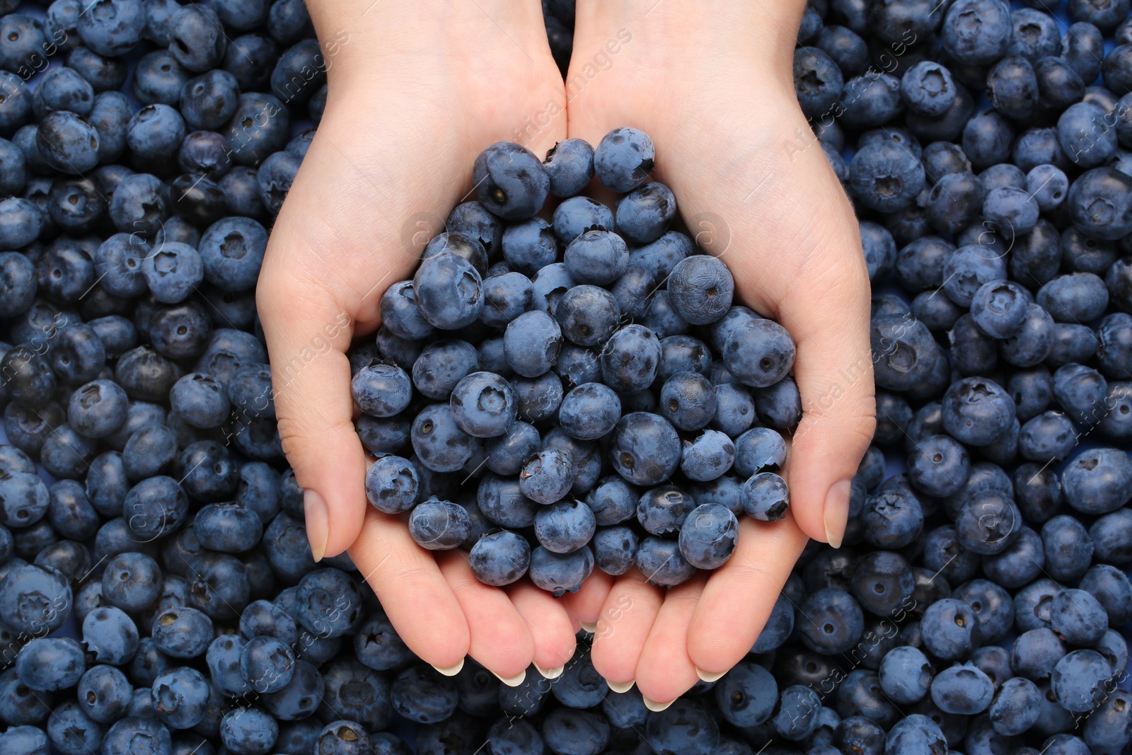 Photo of Woman holding heap of juicy fresh blueberries, top view