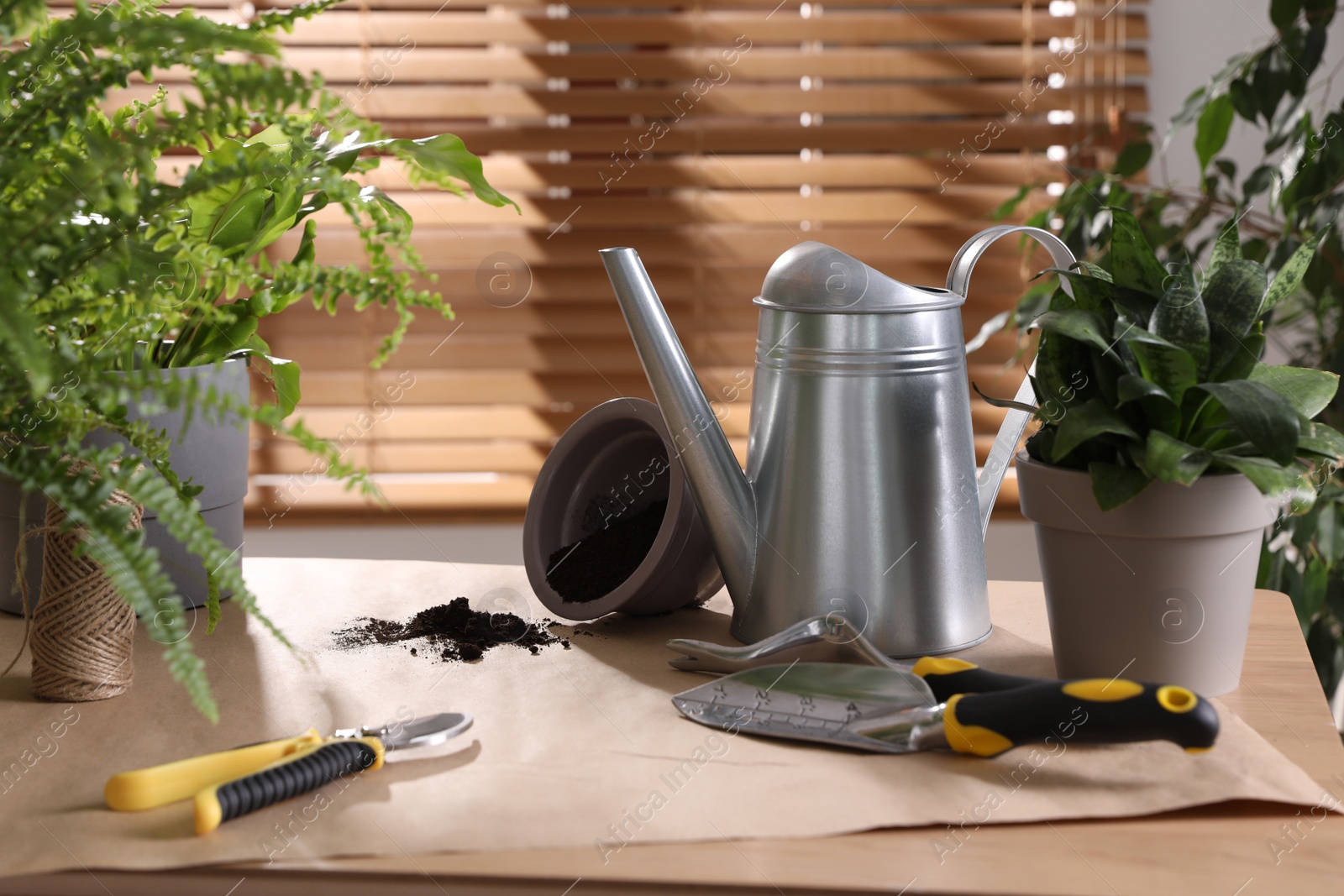 Photo of Beautiful houseplants and gardening tools on table indoors