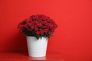 Photo of Pot with beautiful chrysanthemum flowers on table against red background. Space for text