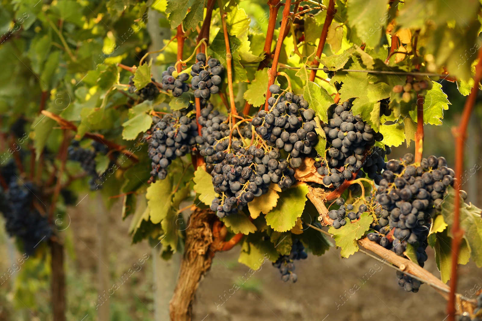 Photo of Fresh ripe juicy grapes growing on branches in vineyard