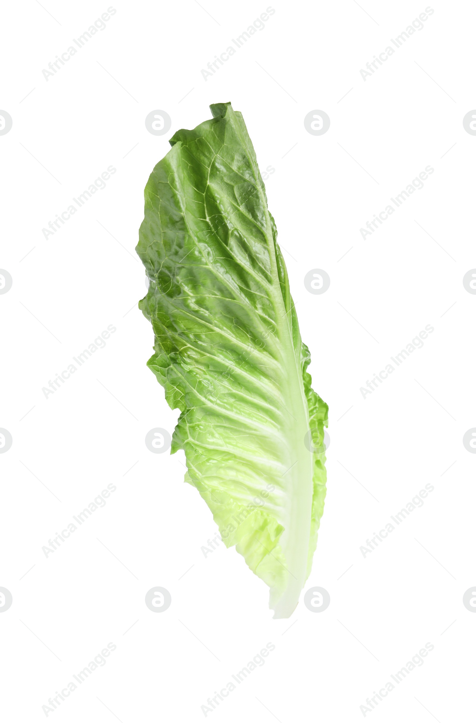 Photo of Fresh leaf of green romaine lettuce isolated on white