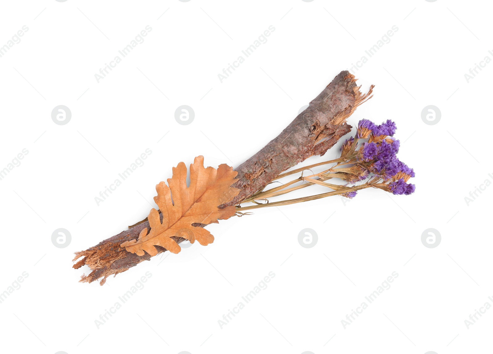 Photo of Dry tree twig, flowers and fallen leaf isolated on white, top view