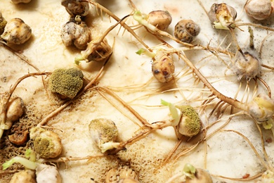 Photo of Sprouted chickpeas with mold on white background, closeup. Laboratory research