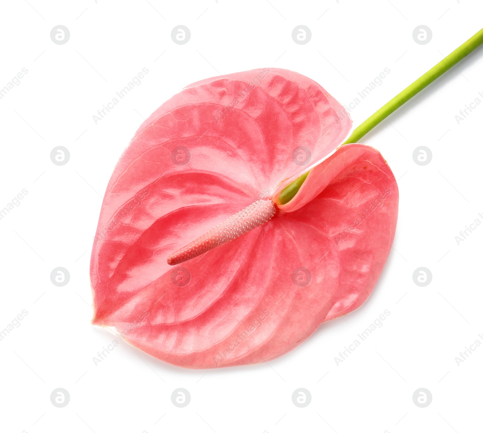 Photo of Beautiful pink anthurium flower on white background. Tropical plant