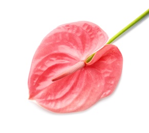Photo of Beautiful pink anthurium flower on white background. Tropical plant