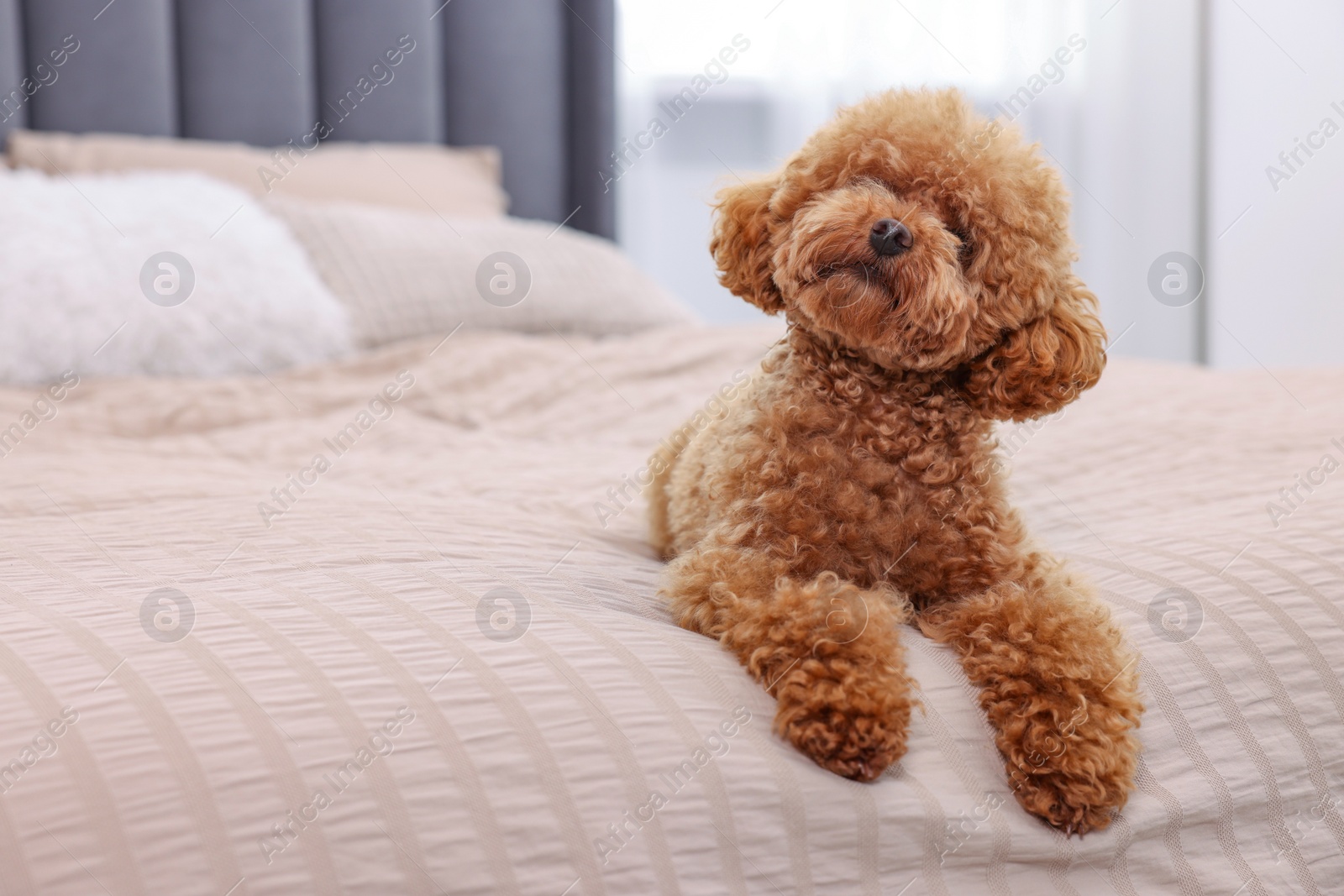 Photo of Cute Maltipoo dog on soft bed at home, space for text. Lovely pet