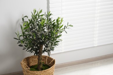 Photo of Pot with olive tree on floor in room, space for text. Interior element