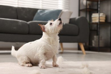 Photo of Cute dog sitting on carpet with pet hair at home. Space for text