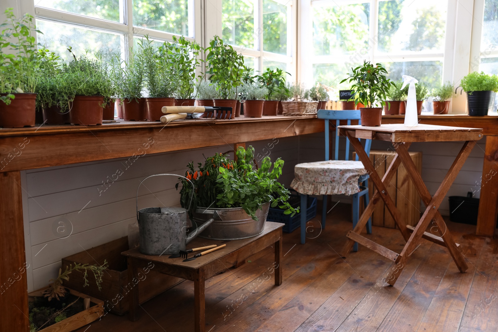 Photo of Different potted home plants and gardening tools in shop