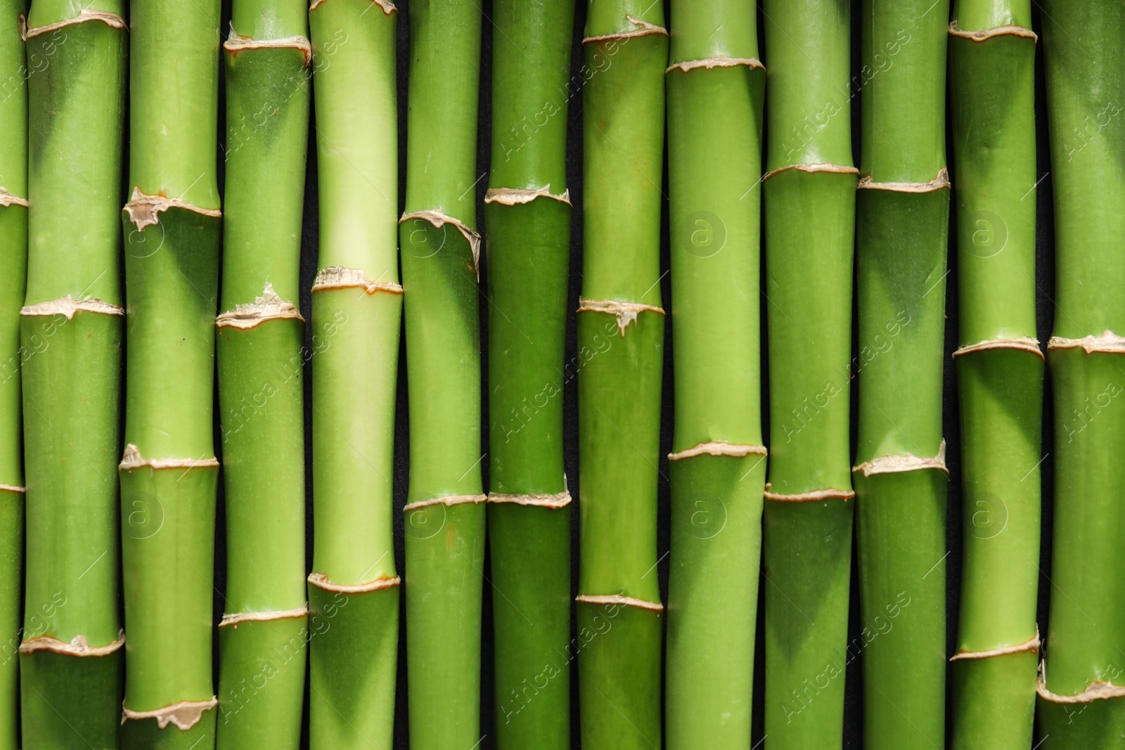 Photo of Green bamboo stems as background, top view