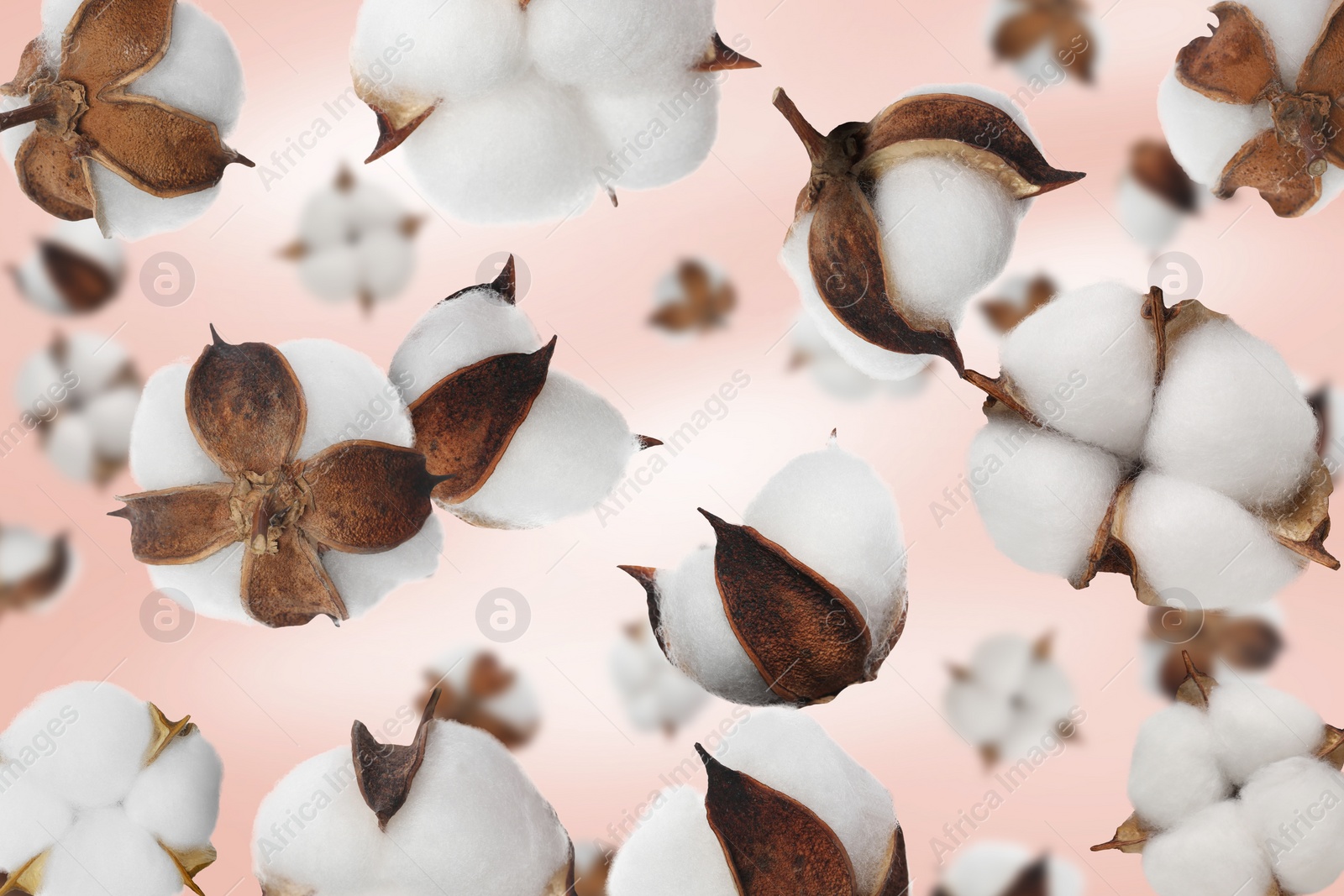 Image of Beautiful cotton flowers falling on pale pink background