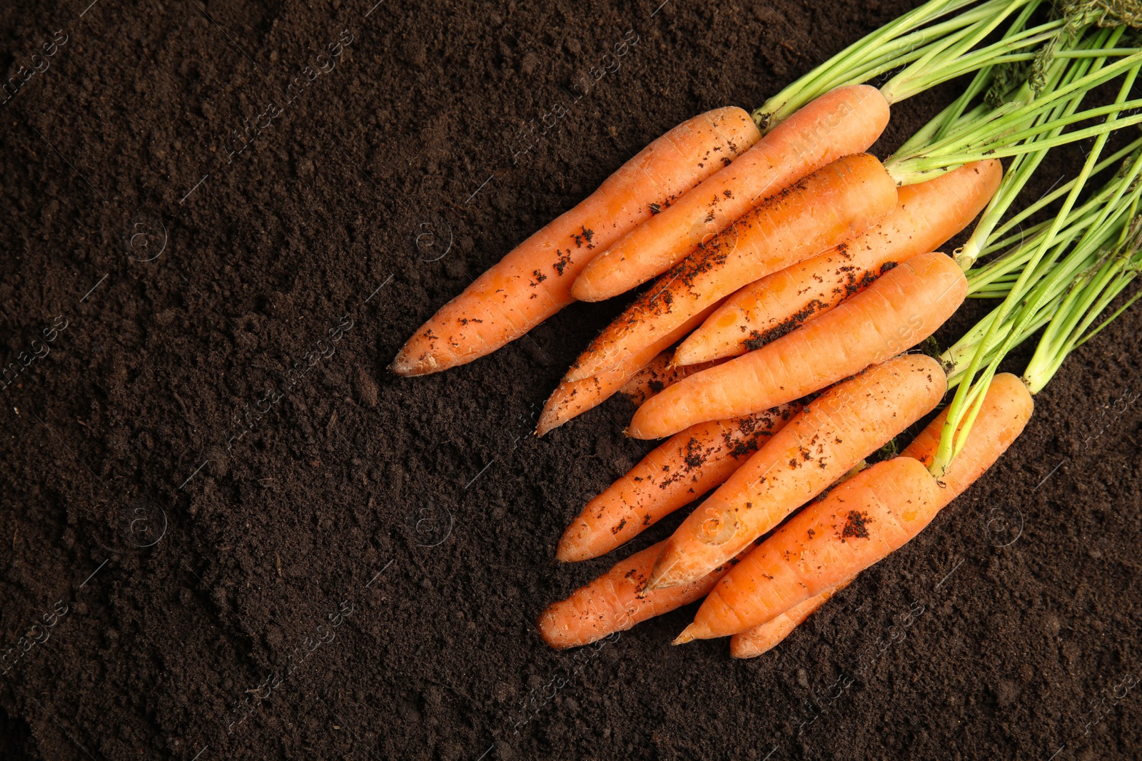 Photo of Ripe carrots on soil, top view. Healthy diet