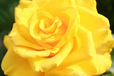 Photo of Beautiful blooming yellow rose in garden on summer day, closeup