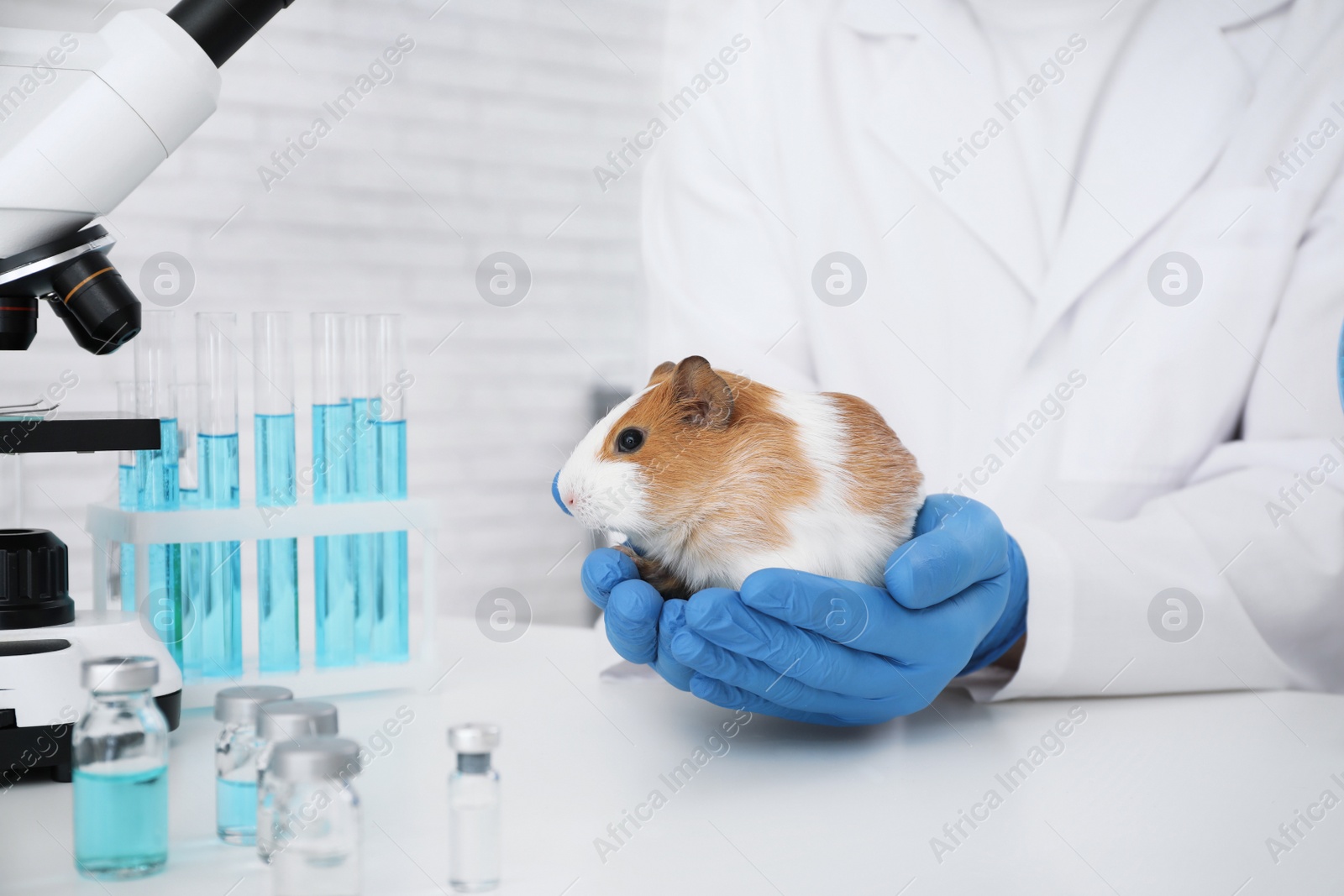 Photo of Scientist with guinea pig in chemical laboratory, closeup. Animal testing