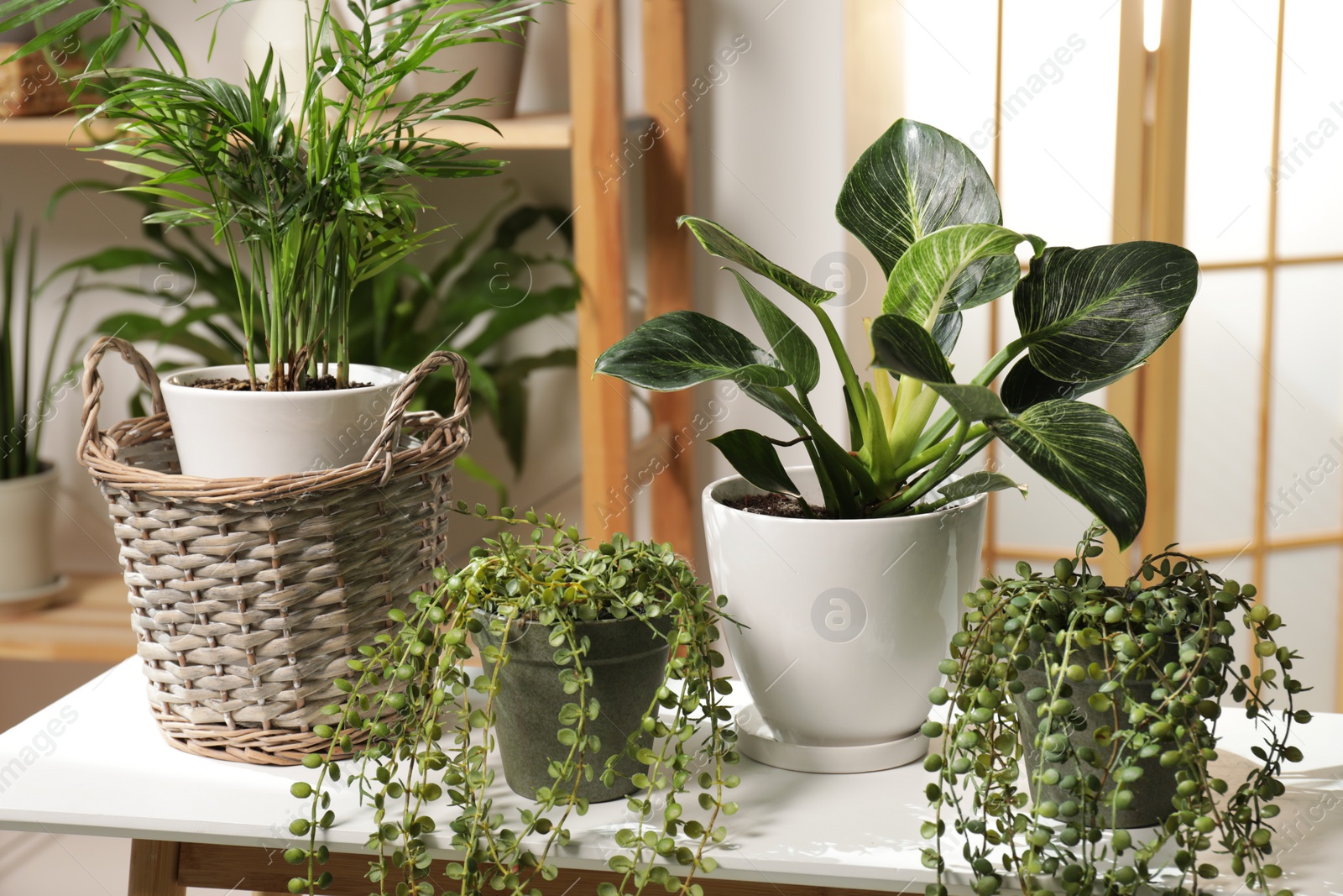 Photo of Green houseplants in pots on wooden table indoors