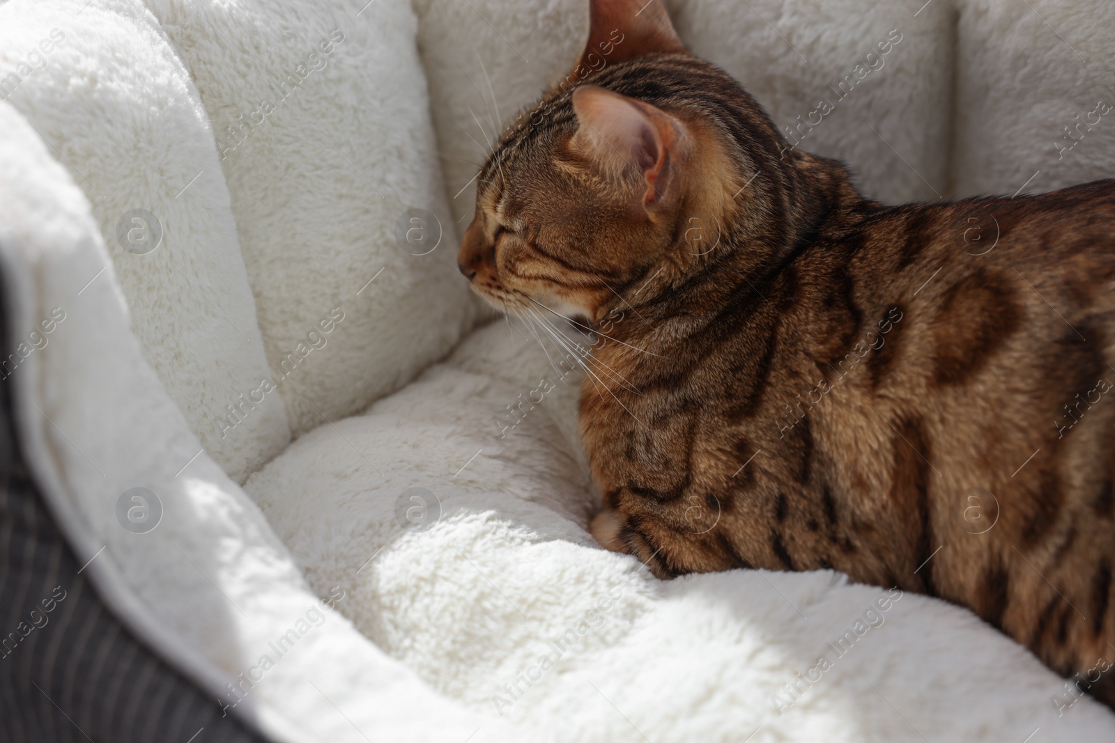 Photo of Cute Bengal cat lying on pet bed at home