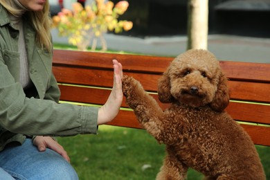 Photo of Cute Maltipoo dog giving high five to woman outdoors, closeup