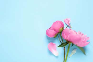 Beautiful peonies on light blue background, flat lay. Space for text