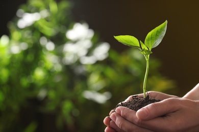 Photo of Woman holding young green seedling on blurred background, closeup with space for text