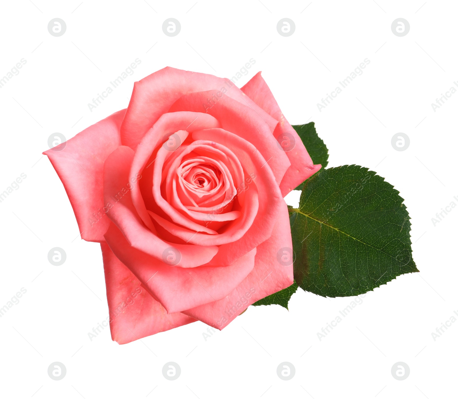 Photo of Beautiful blooming pink rose on white background, top view