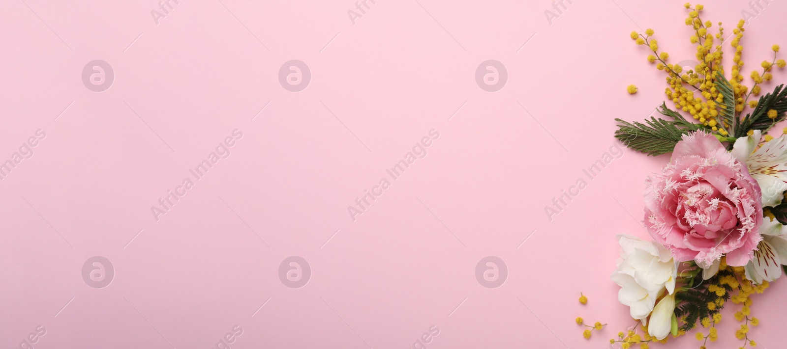 Photo of Beautiful floral composition with mimosa flowers on pink background, flat lay. Space for text