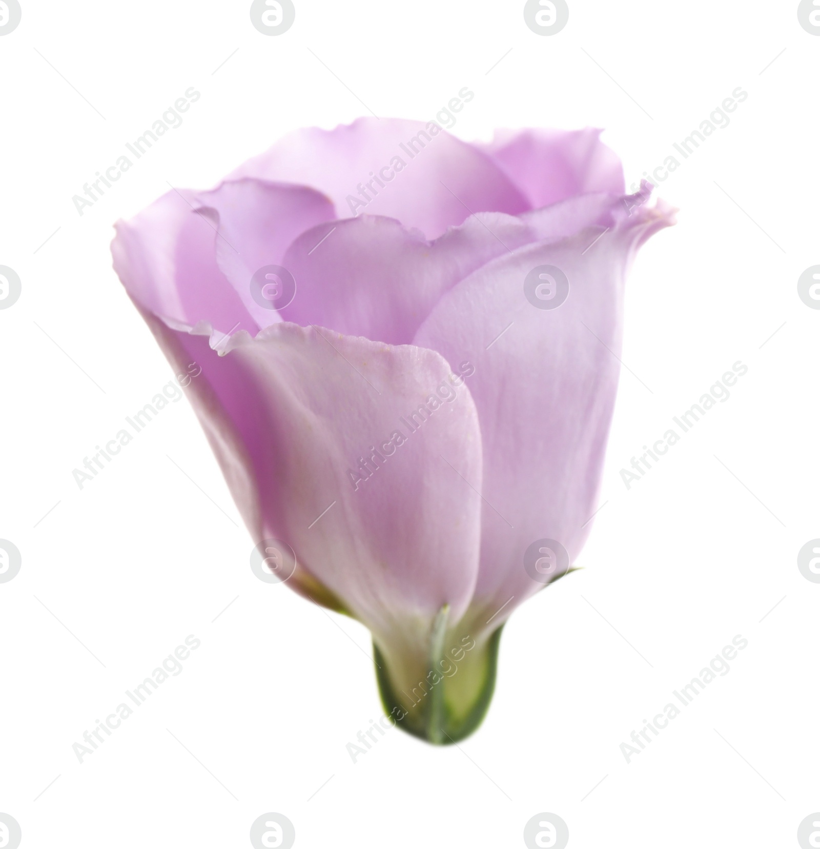 Photo of Beautiful fresh Eustoma flower on white background