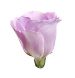 Photo of Beautiful fresh Eustoma flower on white background