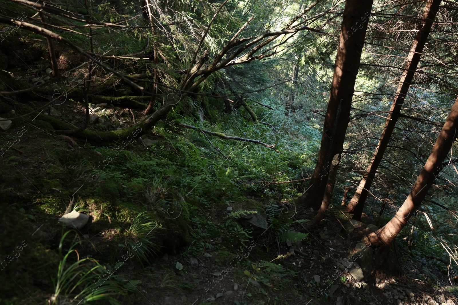 Photo of Picturesque view of beautiful coniferous forest on hill