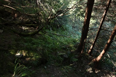 Picturesque view of beautiful coniferous forest on hill