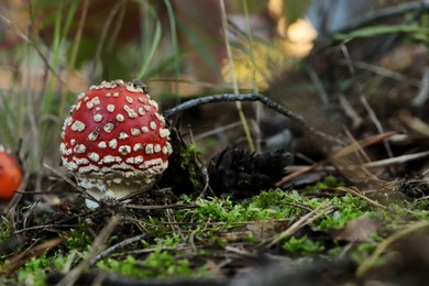 Photo of Amanita mushroom growing in forest. Space for text