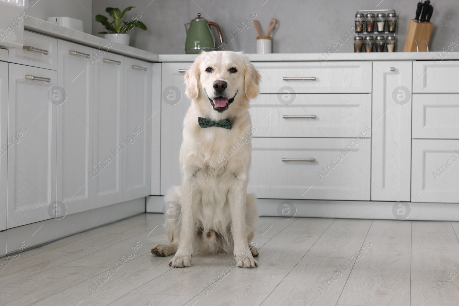 Photo of Cute Labrador Retriever with stylish bow tie indoors. Space for text