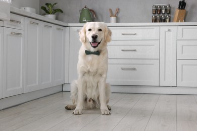 Photo of Cute Labrador Retriever with stylish bow tie indoors. Space for text