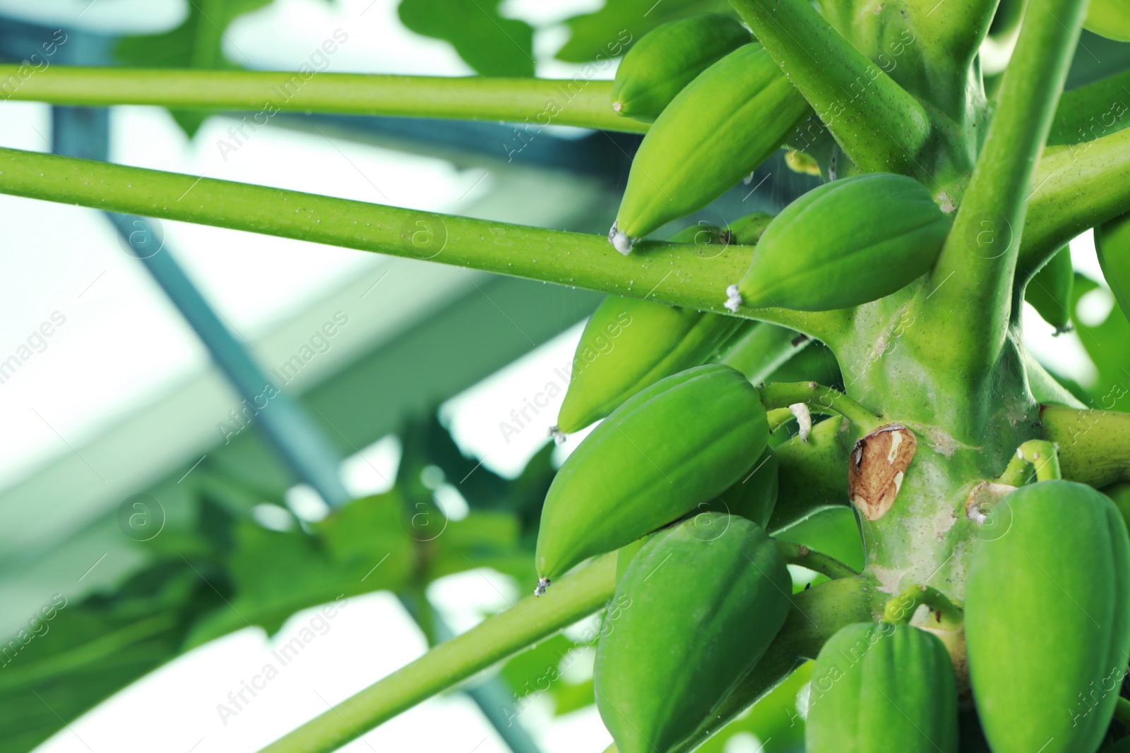 Photo of Unripe papaya fruits growing on tree outdoors, closeup view. Space for text