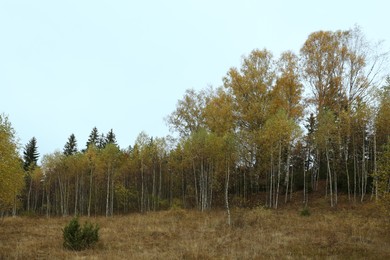 Photo of Beautiful view of birch grove on hill. Autumn season